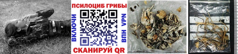 цены   Чайковский  Галлюциногенные грибы Psilocybe 